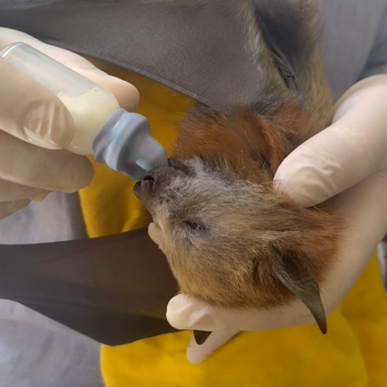 Daily Dive # 154 | Rescuing Flying-Fox Pups in Sydney’s Centennial Park